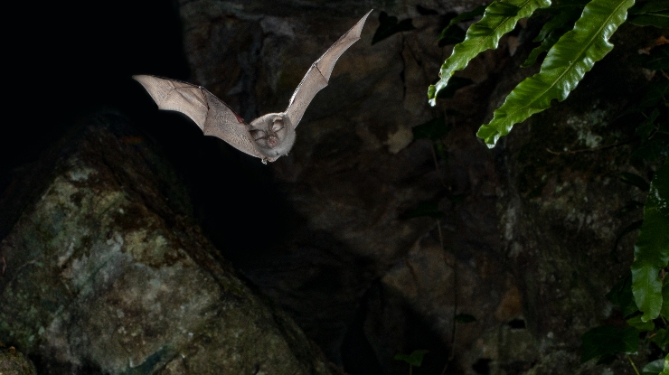 A bat flying in a cave