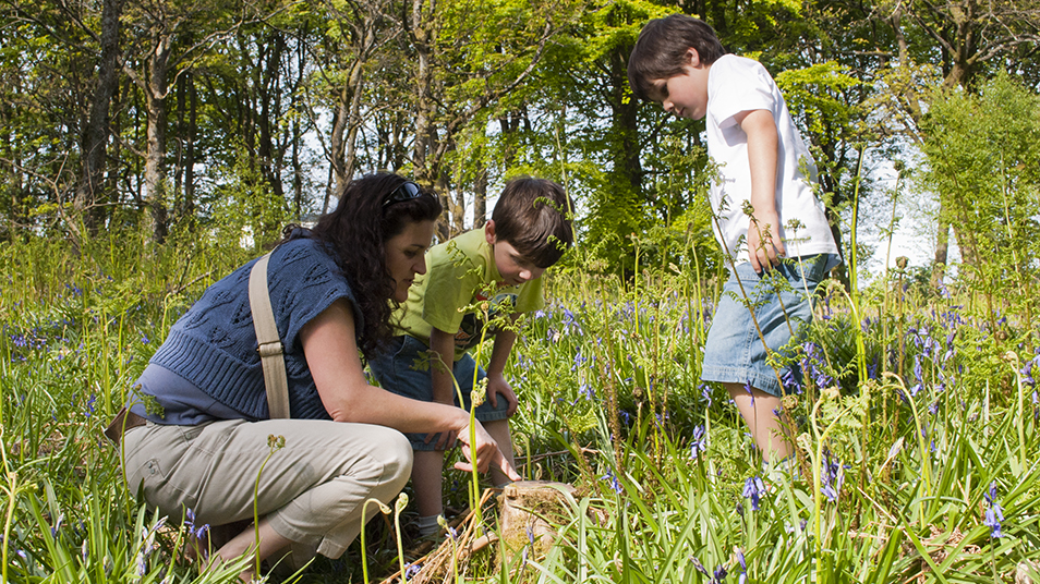 A woman and two children examining nature in a bluebell woods