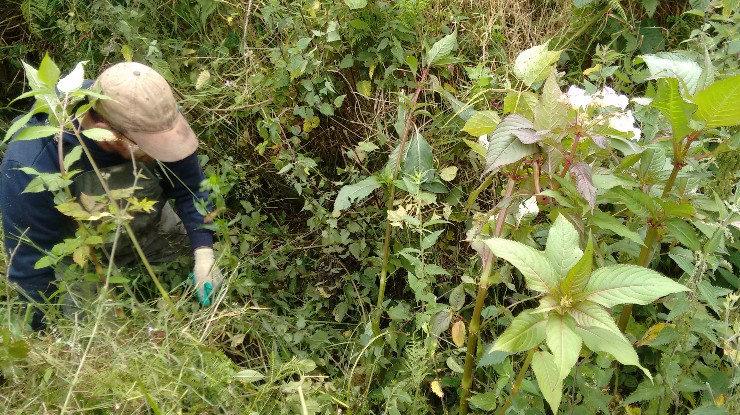 A person wearing a beige cap amongst foliage including Himalayan balsam
