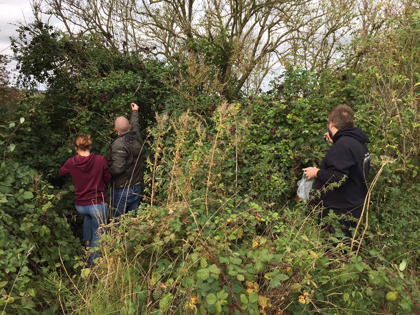 Blackberry picking