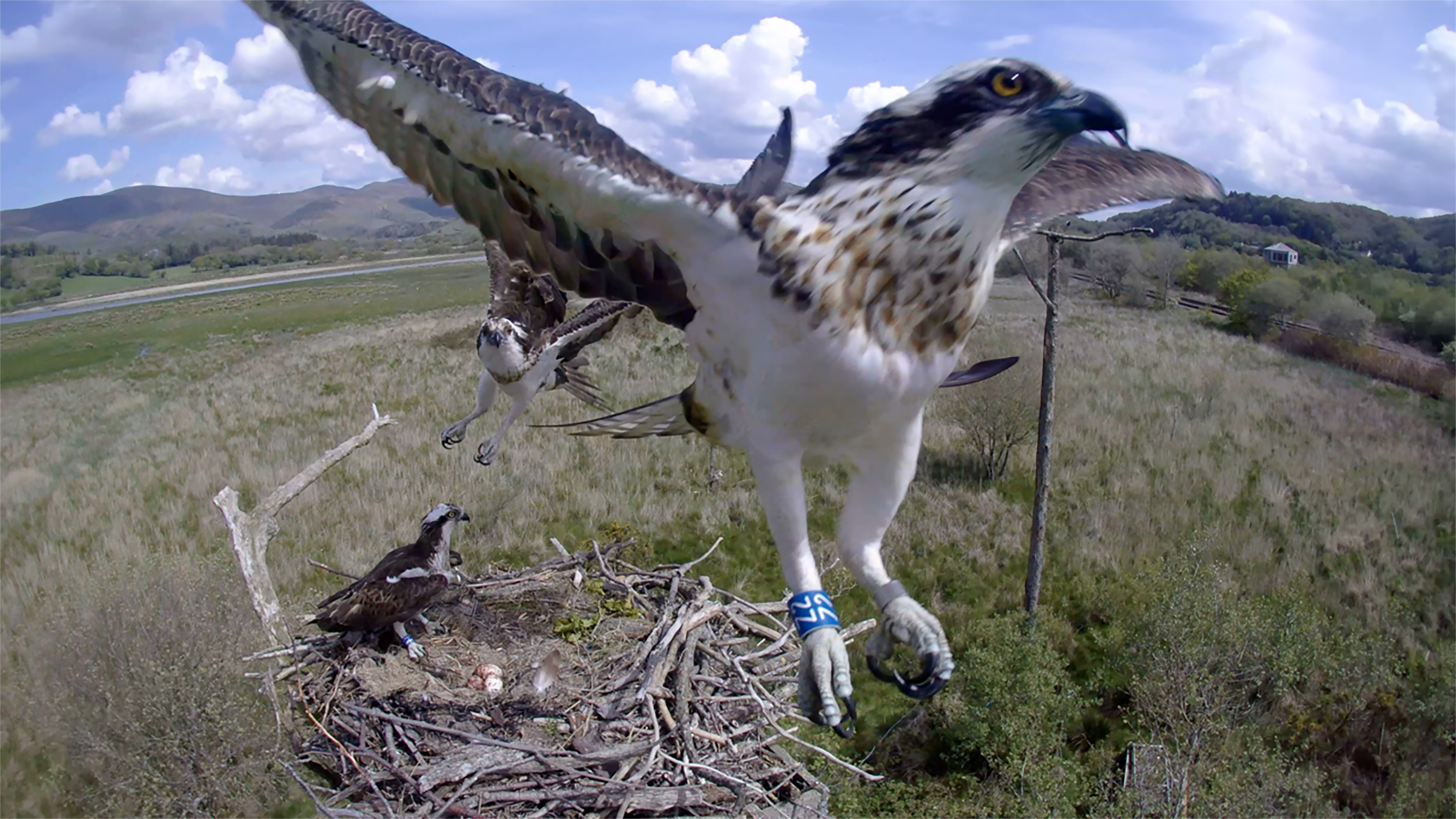 Ospreys sanctury
