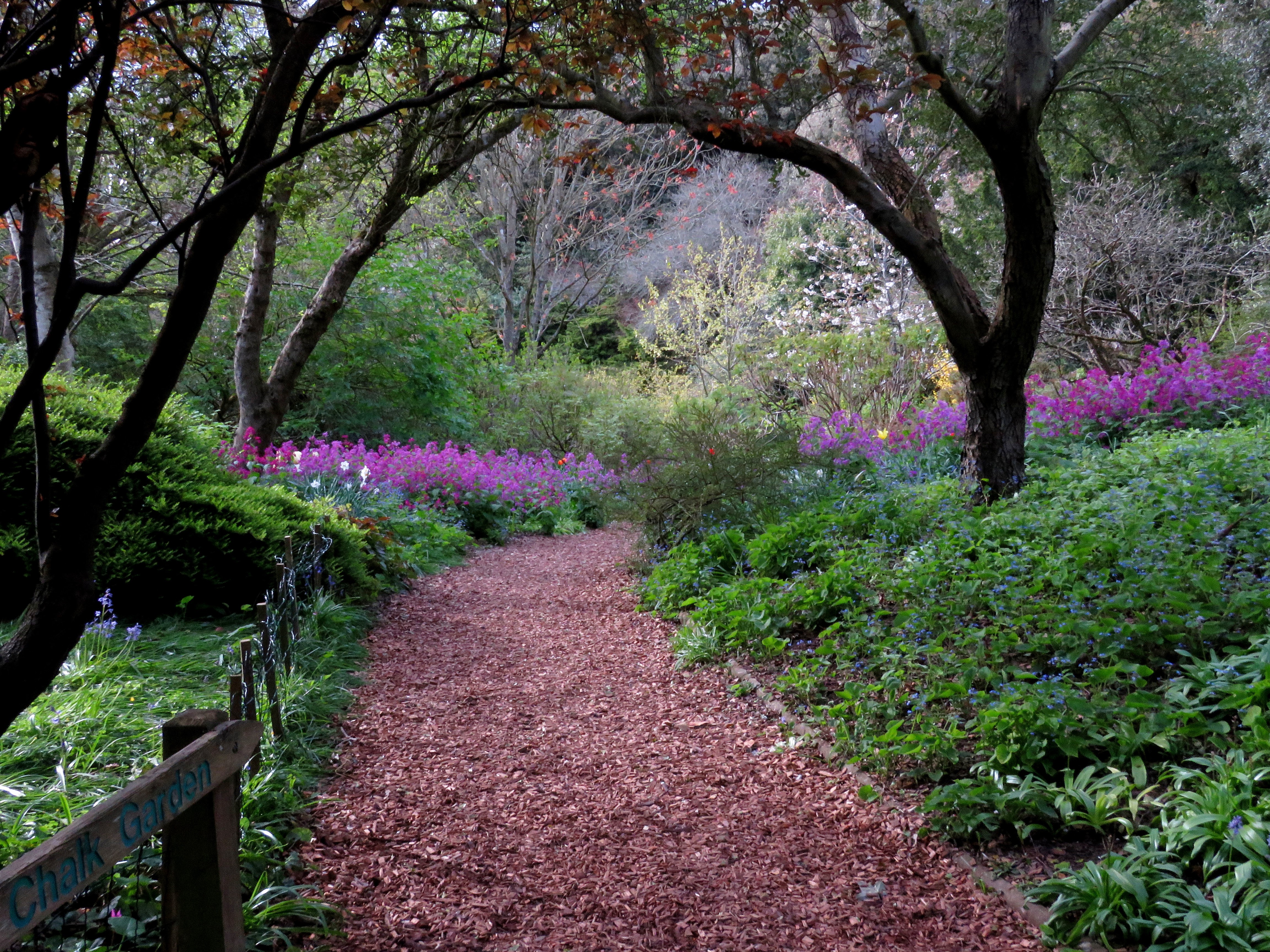 Flowers in a park