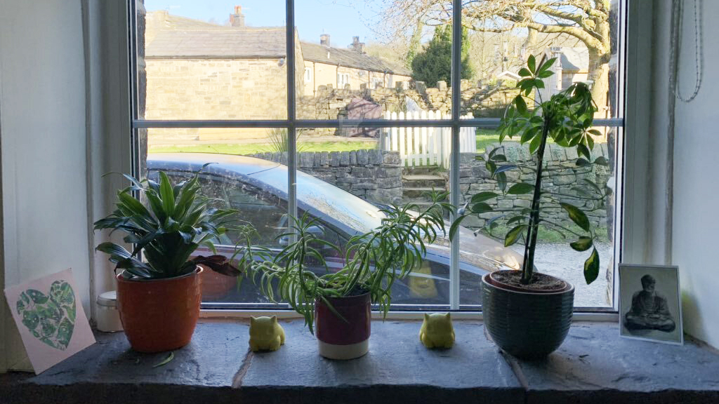 Plants on window ledge