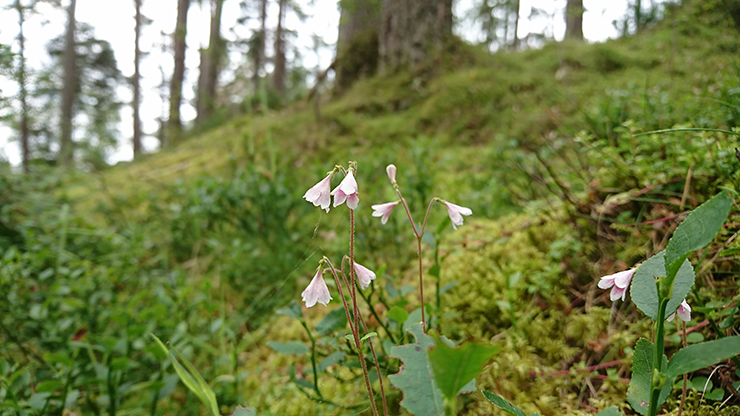 Twinflowers