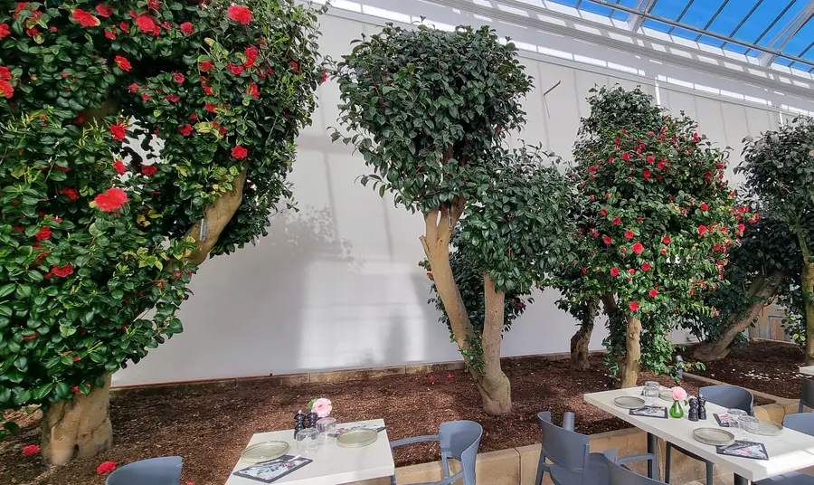 Inside The Camellia House Camellia trees inside a glass roofed room. Tables and chairs are set out