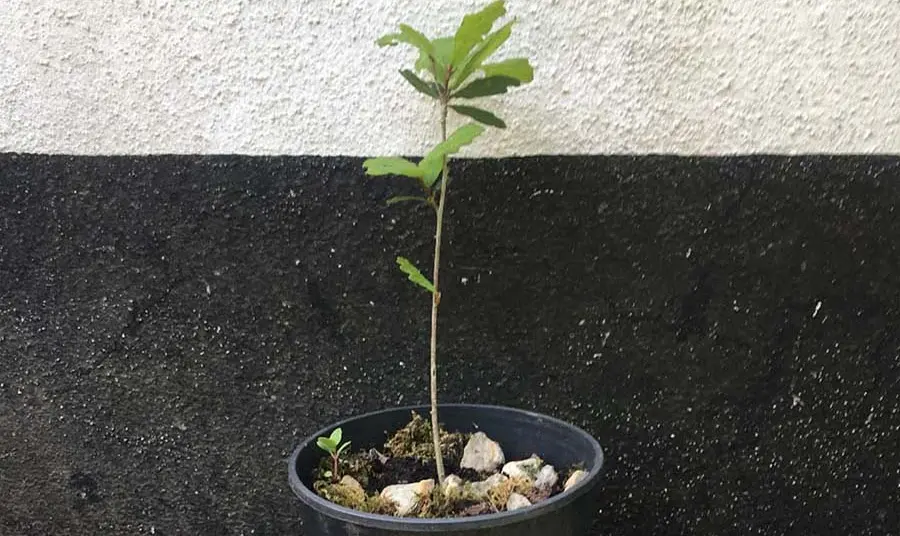 An small oak sapling in a plant pot in front of a wall
