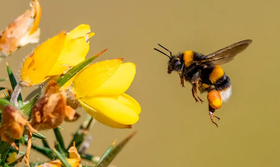 A bumblebee flying towards yellow gorse flowers