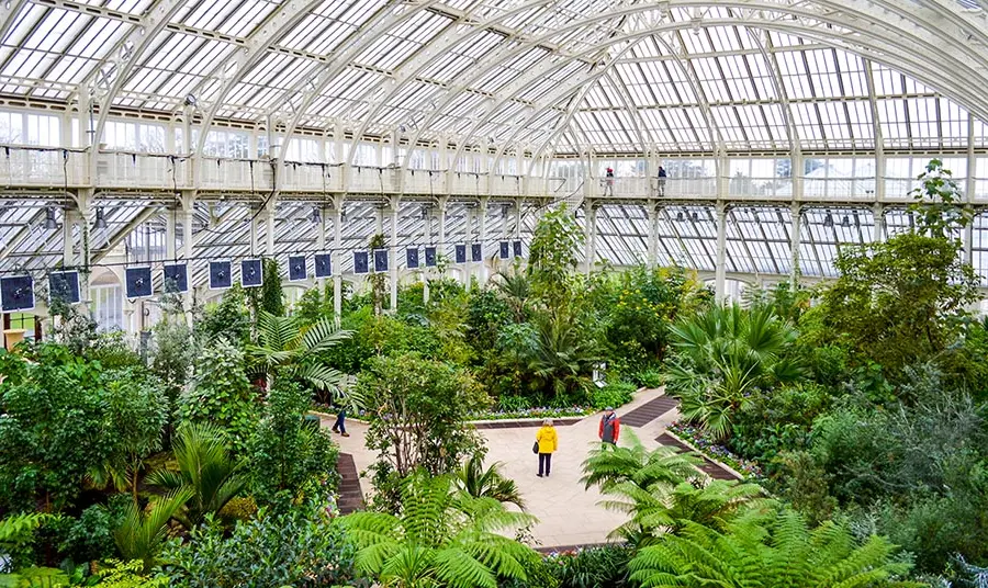 The inside of a glasshouse at Kew Gardens.