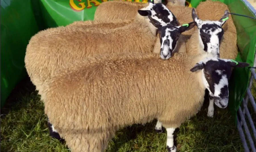Sheep being judged at Gilsland Agricultural Show A group of sheep in a pen at a show