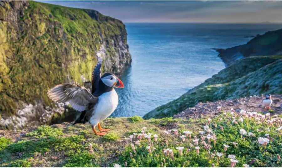 Pwffin ar ynysoedd Sgomer a Skokholm Pwffin yn lledaenu ei adenydd gydag ynysoedd Sgomer a Skokholm sy'n edrych dros y môr yn y cefndir