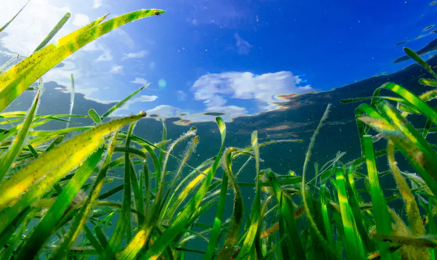 Seagrass on the seabed with sunlight Seagrass on the seabed with sunlight