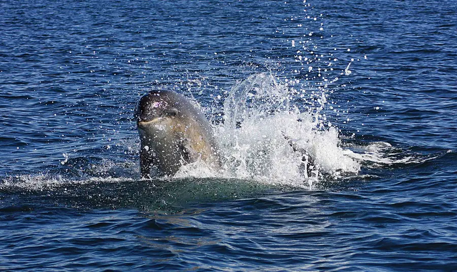 Free family events for the summer holidays Bottlenose Dolphin