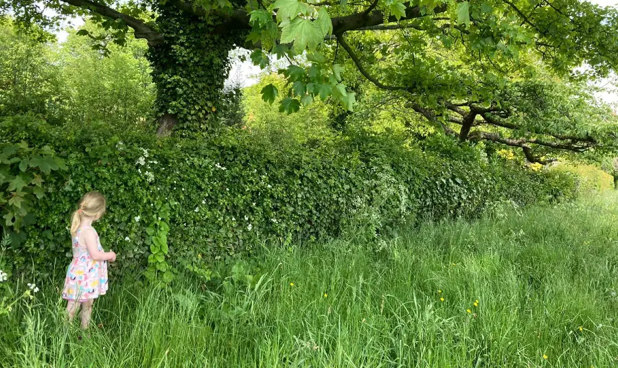 Creating bigger, healthier and better-connected hedgerows Child looking at hedgerow