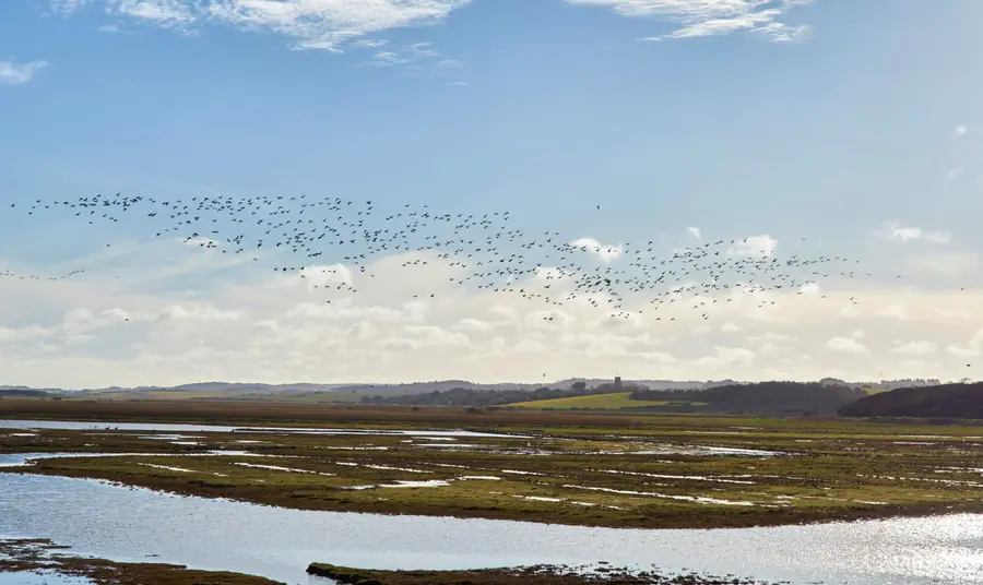 Volunteers raise awareness of Norfolk’s commons Birds flying over a large expanse of land and water