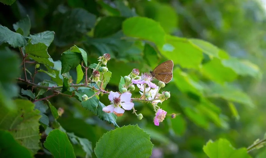 Lifeline for species on verge of extinction Butterflies fluttering in hedgerow