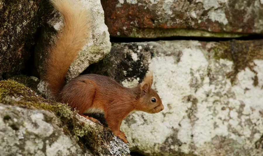 The Anglesey Red Squirrel Project - An Island Haven Red Squirrel