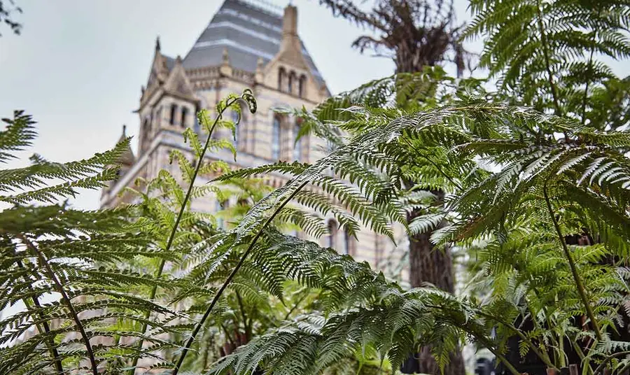 Leafy ferns in front of the brick exterior of the Natural History Museum.