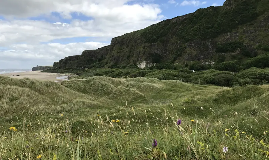 Binevenagh and Coastal Lowlands Landscape Partnership Wildflowers by the sand dunes on the north coast of Northern Ireland