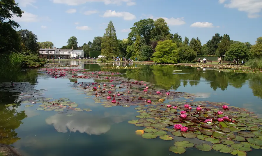 Lily pond at Burnby Hall Gardens