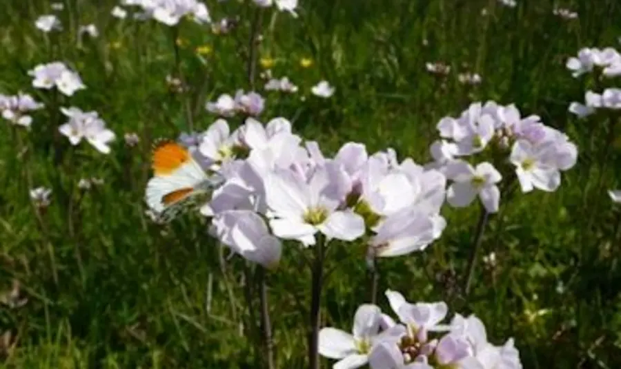 Orange tip butterfly on Ladys smock Orange tip butterfly on Ladys smock