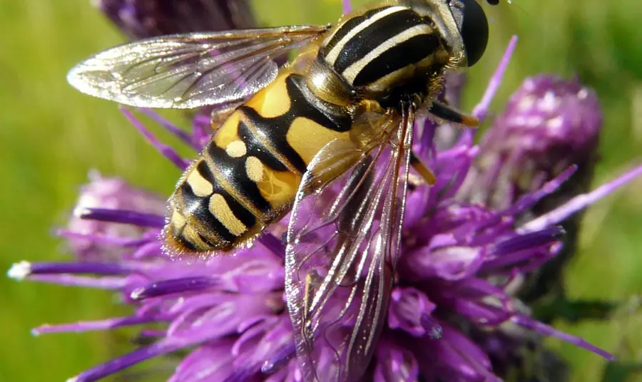 Hoverfly identified as part of the Invertebrate Challenge project Hoverfly identified as part of the Invertebrate Challenge project