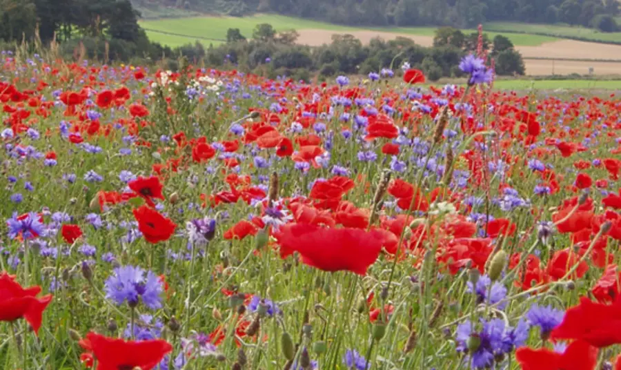 Bumblebee Conservation The UK has 24 native species of bumblebee