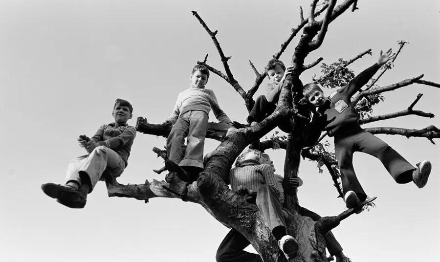 Children Tree, Jubilee Arts archive photo A black and white photo of children sitting in the branches of a tree