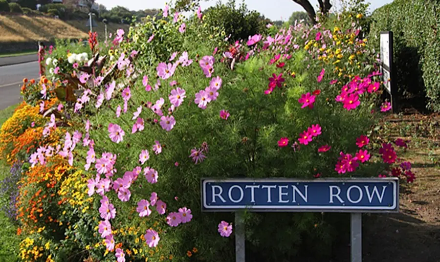 Rotten Row Southport Rotten Row's flowers in bloom