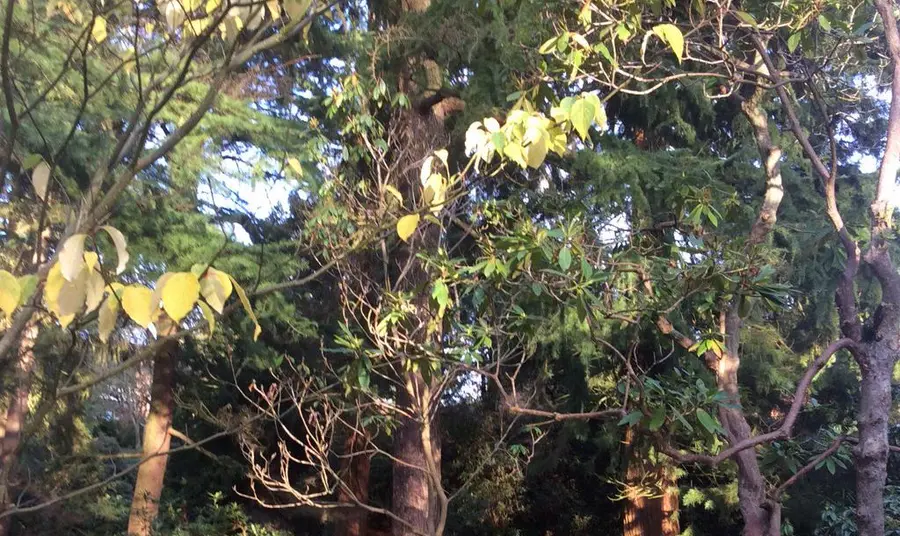 Restoration of our Clarence Elliott Cascade Autumnal trees at Whinfell Quarry Gardens