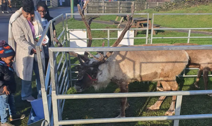 Photograph of a family feeding a reindeer