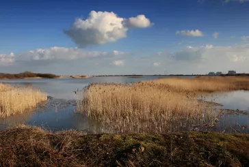 Romney Marsh