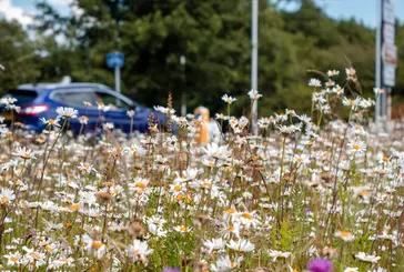 Wildflowers next to a road near the city centre