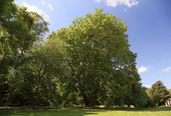 Ely's London Plane towers above an open green lawn on a sunny day.