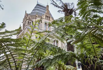 Leafy ferns in front of the brick exterior of the Natural History Museum.