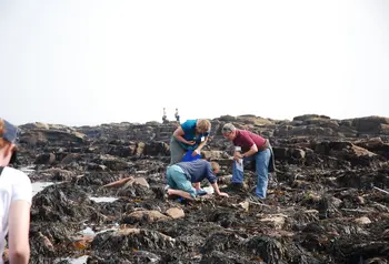 Looking for seaweed