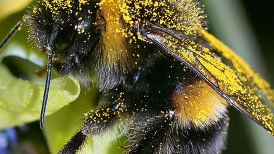 Children and communities across the UK to protect pollinating insects thanks to £1.4m grant A bee