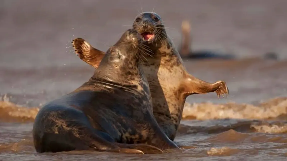 Celebrate our amazing marine life this World Oceans Day Atlantic Grey Seals