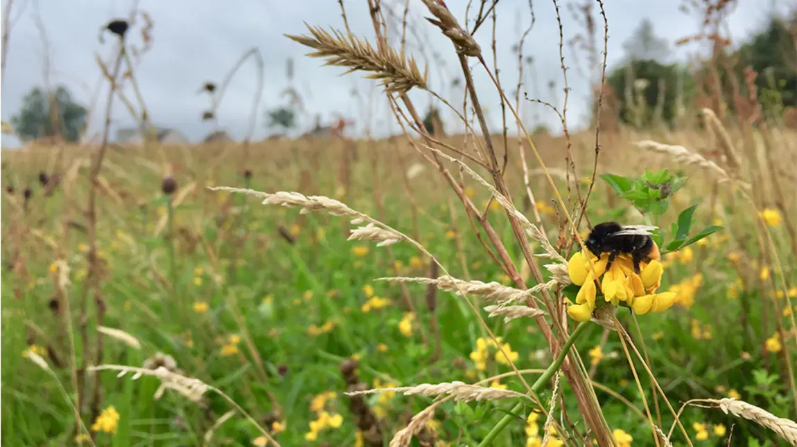 Applications open for second round of Green Recovery Challenge Fund Red tailed Bumblebee - Princes Park meadow, Falkirk (c)Claire Pumfrey
