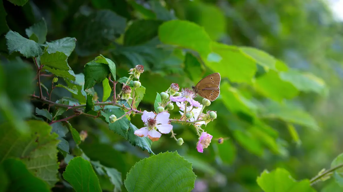 Lifeline for species on verge of extinction Butterflies fluttering in hedgerow