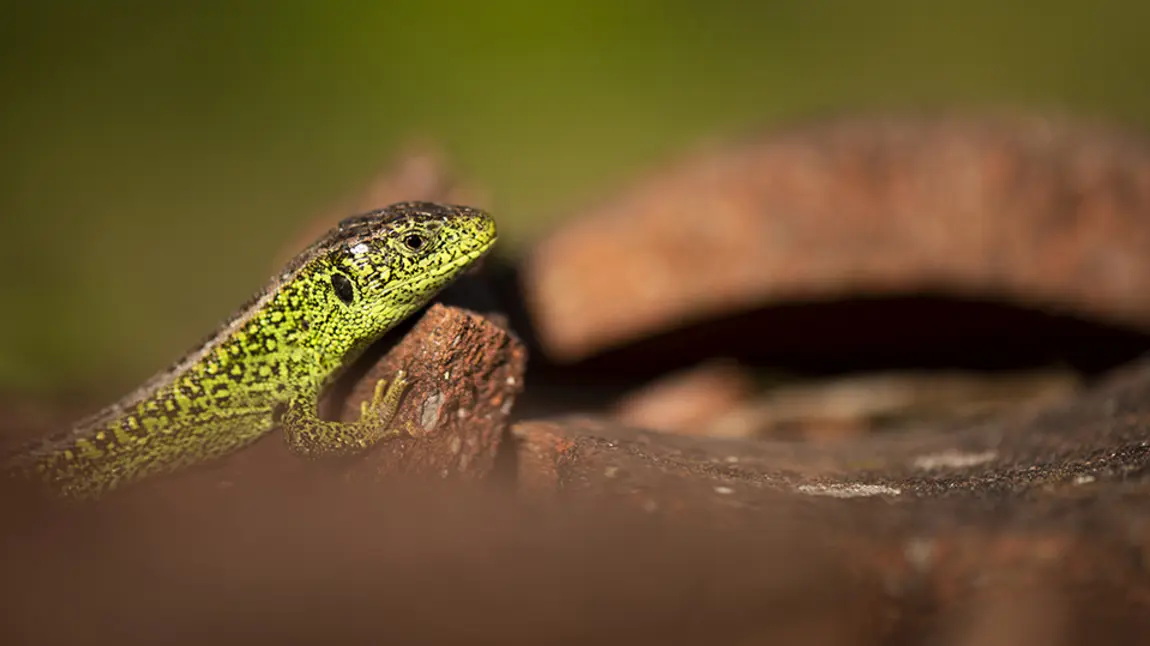 Bringing Nature Back from the Brink A Sand Lizard