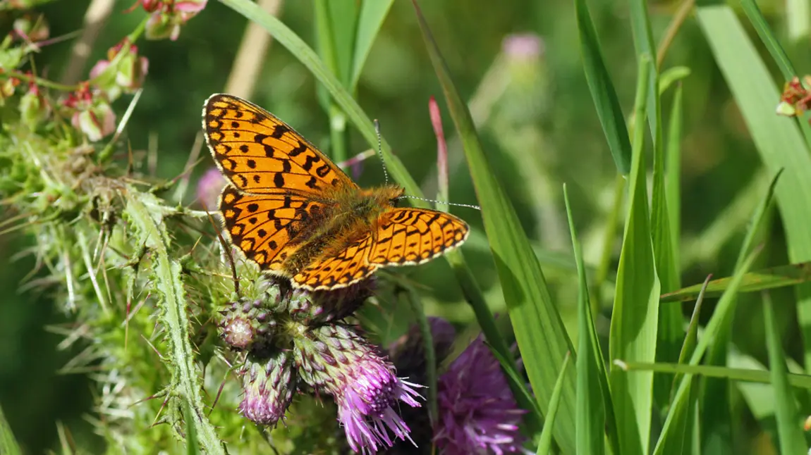South Wales’ ‘lost peatlands’ given new lease of life Butterfly
