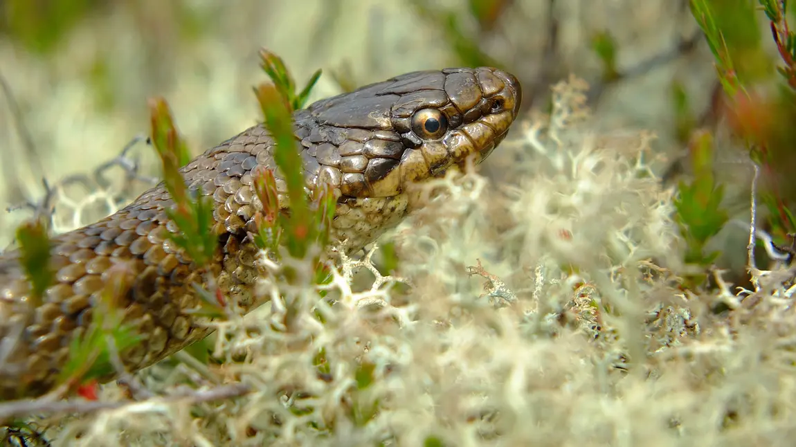 Lifeline for UK’s rarest reptile, the smooth snake The Smooth Snake is an endangered species in England