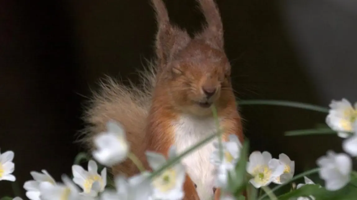Join our Committees for Wales and Northern Ireland Red squirrel in flowers