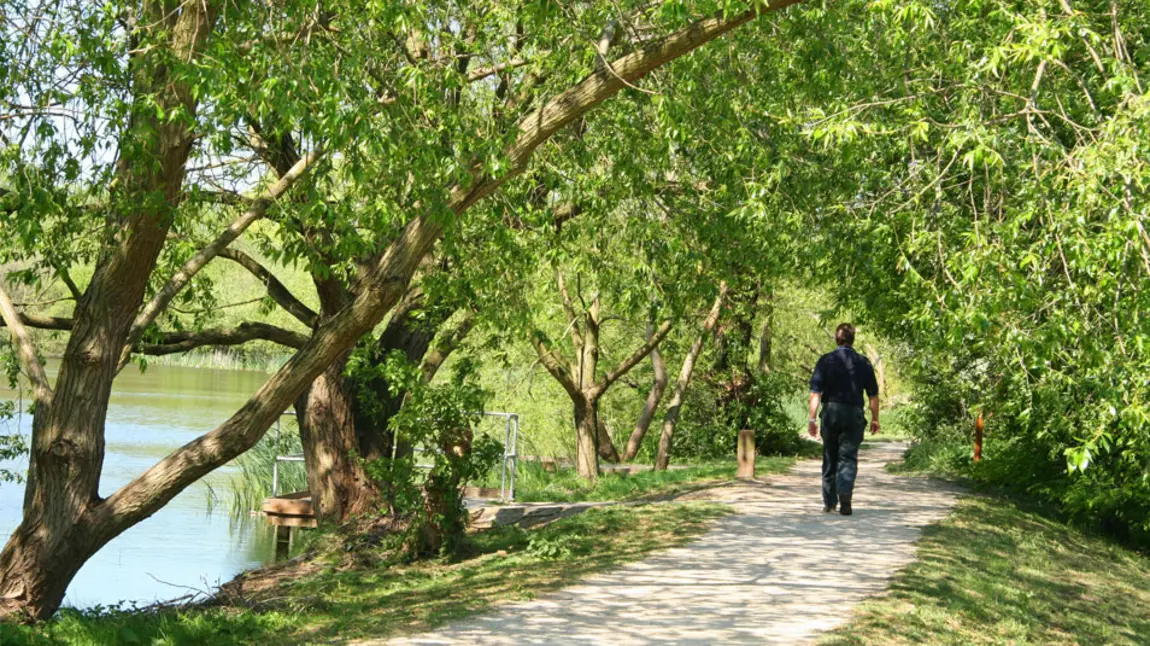 A person walks on a path under trees and next to a lake in summer