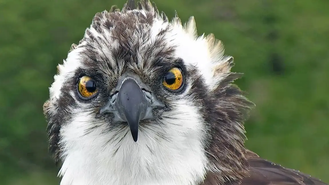 Monty the Osprey Monty the Osprey