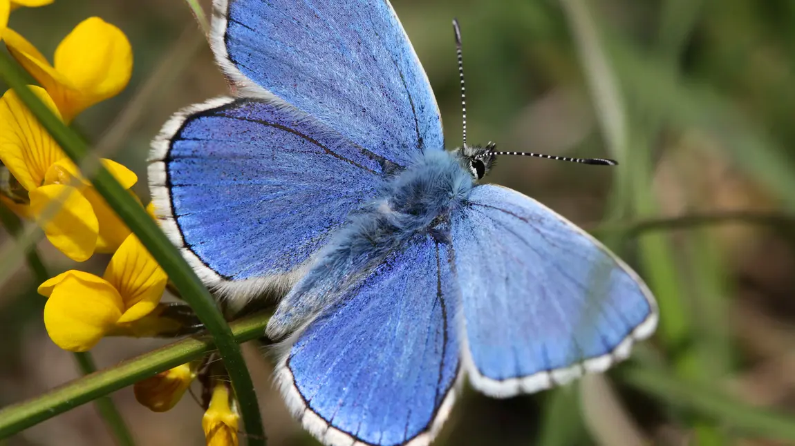 Largest Chilterns conservation project awarded National Lottery funding Blue butterfly