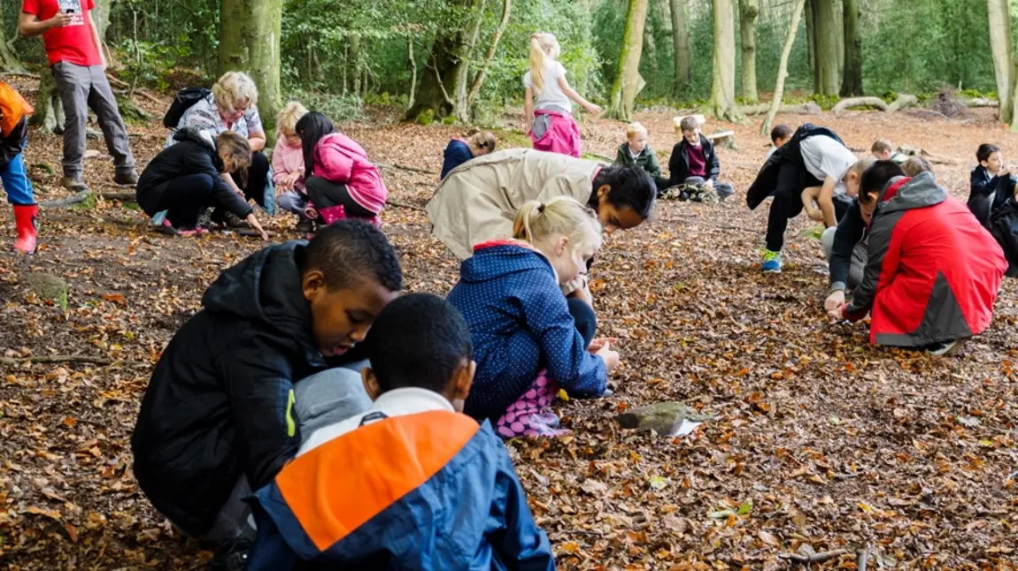 Pupils from St Thomas More Catholic Primary explore Greno Woods in Sheffield Pupils from St Thomas More Catholic Primary explore Greno Woods in Sheffield