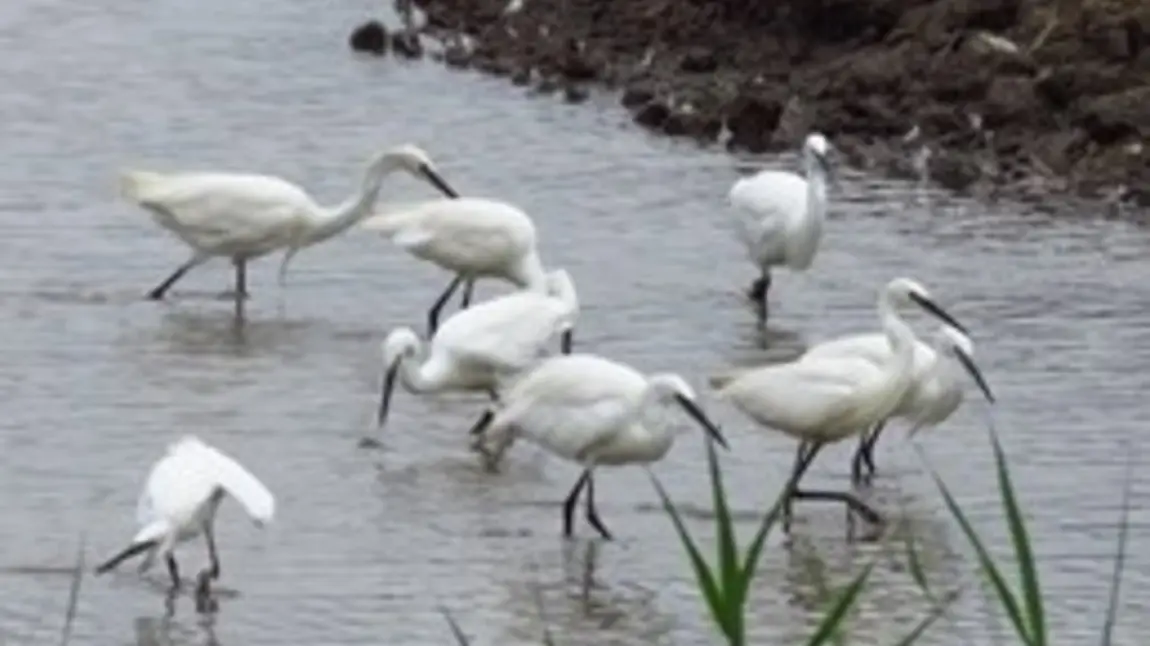 Valuing and retaining volunteers Little Egrets in the water at RSPB Blacktoft Sands