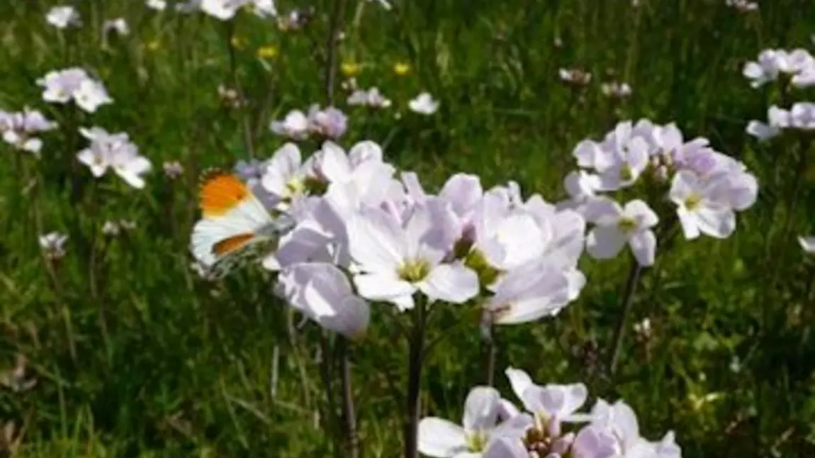 Orange tip butterfly on Ladys smock Orange tip butterfly on Ladys smock