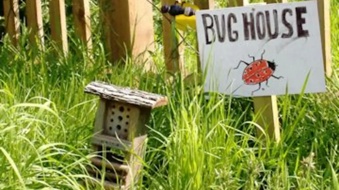 A bughouse, part of the Polli:Nation project A bughouse, part of the Polli:Nation project